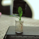 Illustration for article titled These Bionic Plants Can Detect Deadly Land Mines